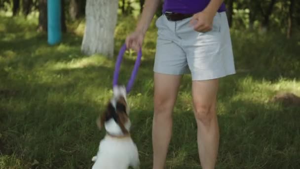 Vrouw speelt met hond in het park — Stockvideo