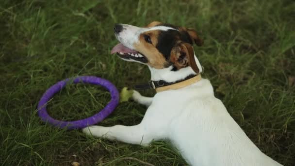 Собака лежит на траве с игрушкой — стоковое видео