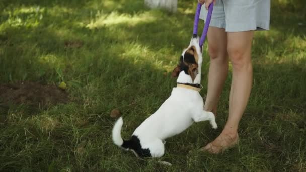 Kvinna leker med hund i parken — Stockvideo