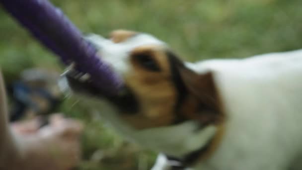 Homem brinca com um pequeno cão na grama — Vídeo de Stock