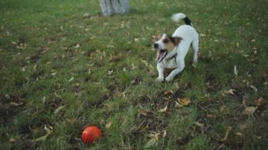 çimenlerin üzerinde belgili tanımlık köpek kabuk