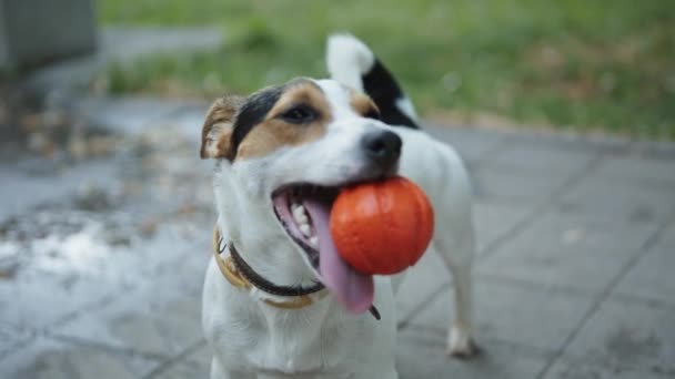 Hond met bal in mond — Stockvideo