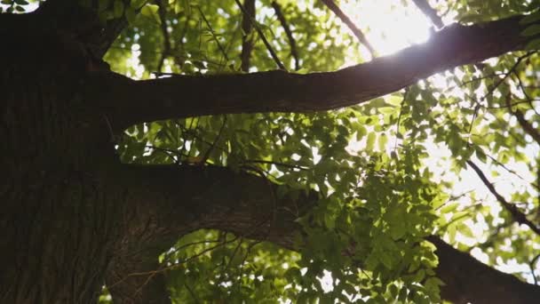 Сонячне світло крізь дерева — стокове відео