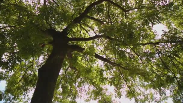 Luce del sole tra gli alberi — Video Stock