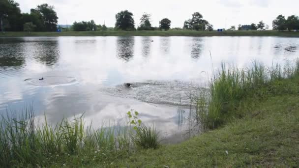 Kutya ugrik a tó, és úszik a játékot — Stock videók