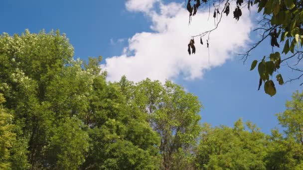 Ветви деревьев на голубом фоне неба — стоковое видео