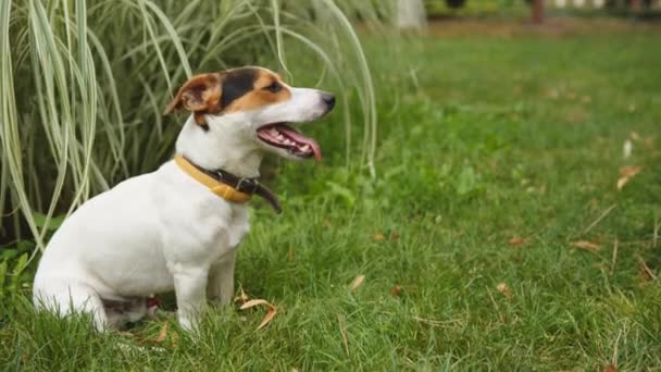 Pes sedí v trávě s jeho jazyk visí — Stock video