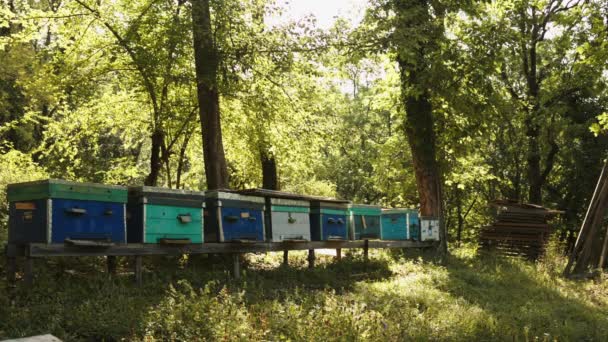 Bienen schwärmen aus dem Bienenstock — Stockvideo