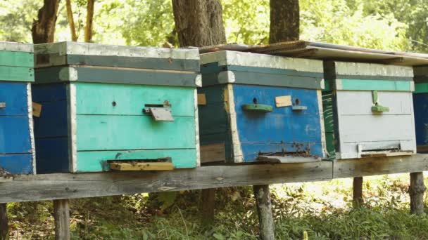 Bienen schwärmen aus dem Bienenstock — Stockvideo