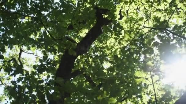 Luce del sole tra gli alberi — Video Stock