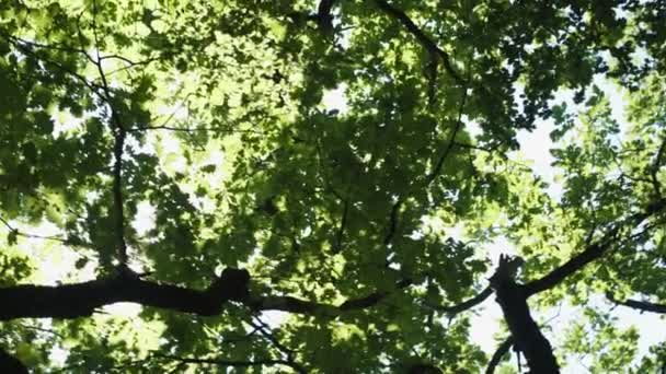 Солнечный свет сквозь деревья — стоковое видео
