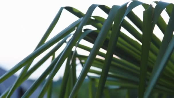 Deštivé palm leafs — Stock video