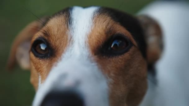 Lindo perro Jack Russell Terrier — Vídeo de stock