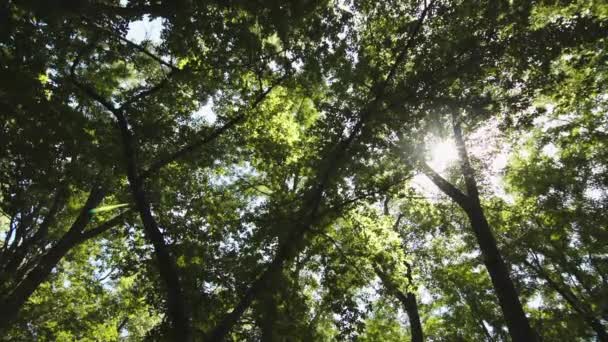 Взгляд сквозь деревья — стоковое видео