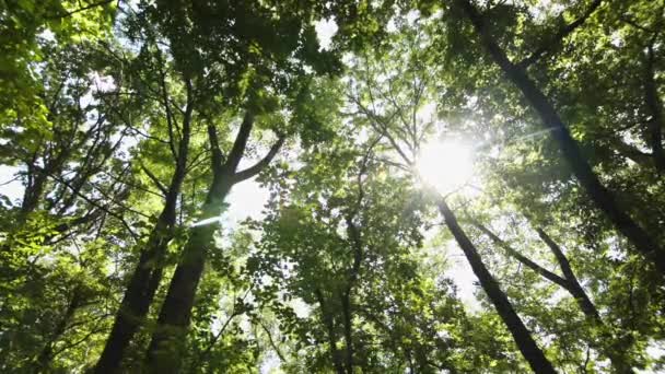 Looking up through trees — Stock Video