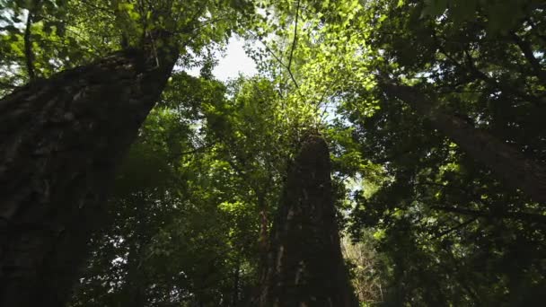 Opzoeken via bomen — Stockvideo