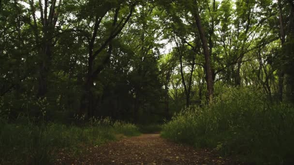 À la recherche d'un chemin dans les bois 