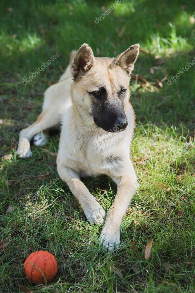 Chien De Berger Sur Lherbe Photographie Kkolosov 122771432
