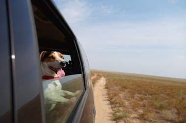 Araba sürüş mutlu köpek