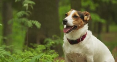 Jack Russell Terrier ormanda dinleniyor.