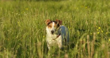 Köpek cins Jack Russell güneşin altında parkta çimlerde yürüyor.