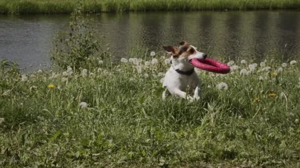 Chien joue avec jouet sur la rive — Video