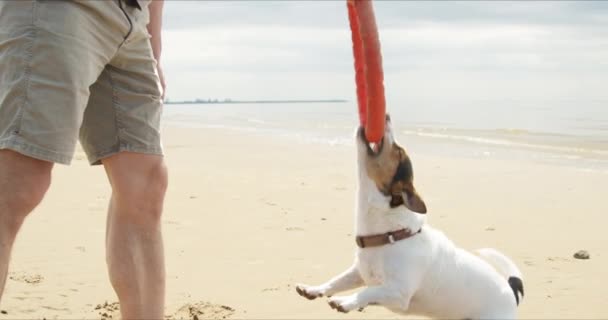 Jack Russell bawić się piaskiem plaży zabawki — Wideo stockowe