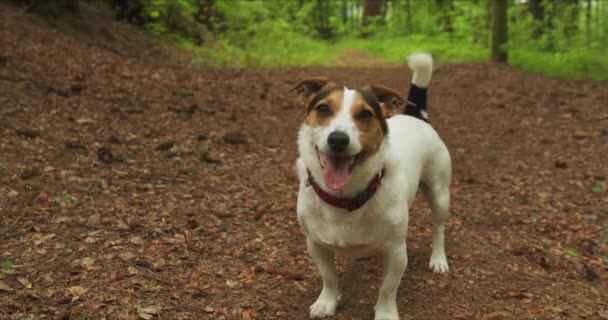 Jack Russell terrier ladra. — Vídeo de Stock