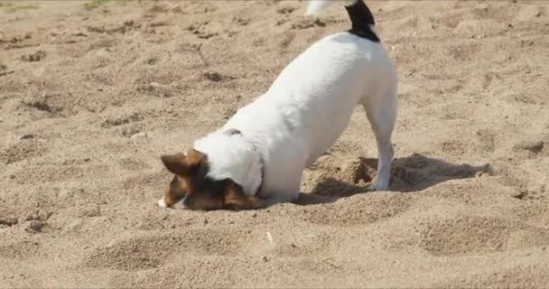 Jack Russell spielt mit Sand — Stockvideo