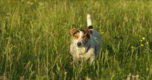 Köpek cins Jack Russell güneşin altında parkta çimlerde yürüyor. — Stok video