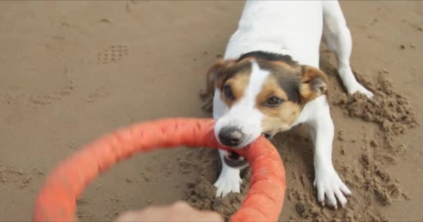 Jack Russell spielen mit Spielzeug Strand Sand — Stockvideo