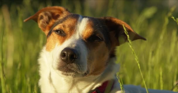 Порода собак Джек Рассел лежит на траве в парке в лучах солнца — стоковое видео