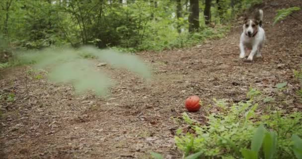 Джек-російський грає з іграшковим м'ячем — стокове відео
