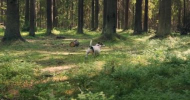 Köpek ormanda koşar.