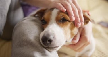 Kız nazikçe köpeğini okşar ve o da onu çok sever.