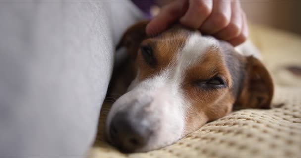 Chica suavemente acaricia a su perro y le gusta mucho — Vídeos de Stock