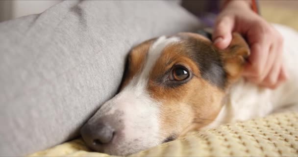 Mädchen streichelt ihren Hund sanft und er mag ihn sehr — Stockvideo