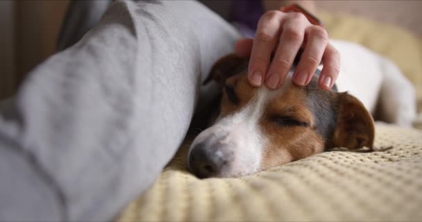 女の子優しく彼女の犬をストロークし、彼はそれがとても好き — ストック動画