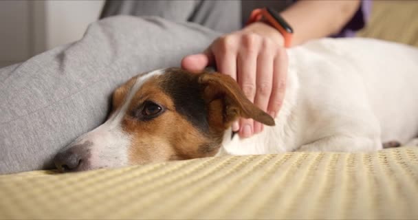 Chica suavemente acaricia a su perro y le gusta mucho — Vídeo de stock