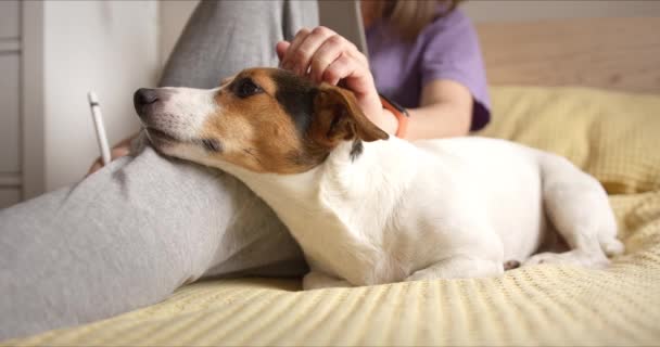 女の子優しく彼女の犬をストロークし、彼はそれがとても好き — ストック動画