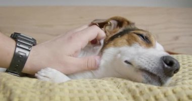 Man gently strokes her dog