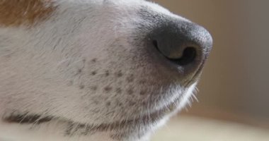 köpek burun