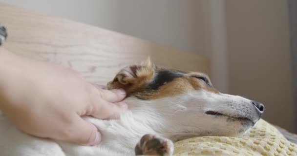 L'homme caresse doucement son chien