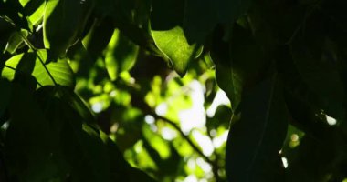 Güneş ışınları ağacın yapraklarını delip geçer.