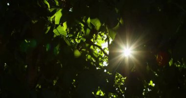 Güneş ışınları ağacın yapraklarını delip geçer.