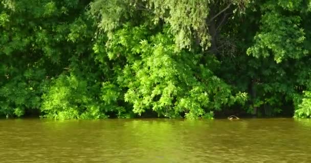 Paisaje con vista al río — Vídeos de Stock
