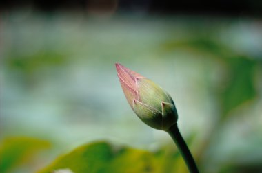 Lotus bud