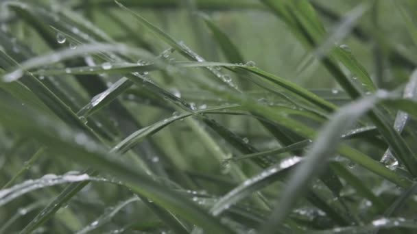 Drops of dew on the grass — Stock Video