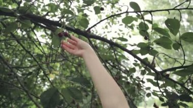 kiraz ağacından toplama el