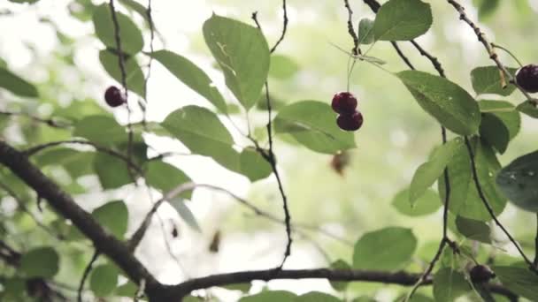 Сбор вишни с дерева вручную — стоковое видео